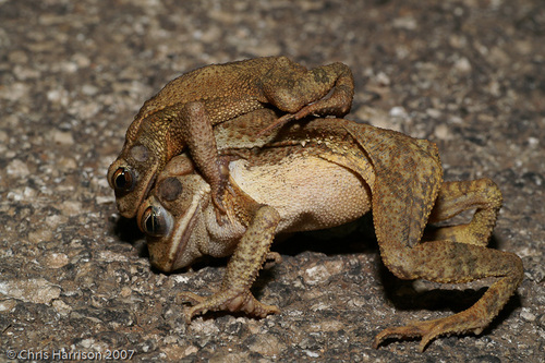 Giant Toad, Palenque, Chis., Mexico, photo 9 of 10