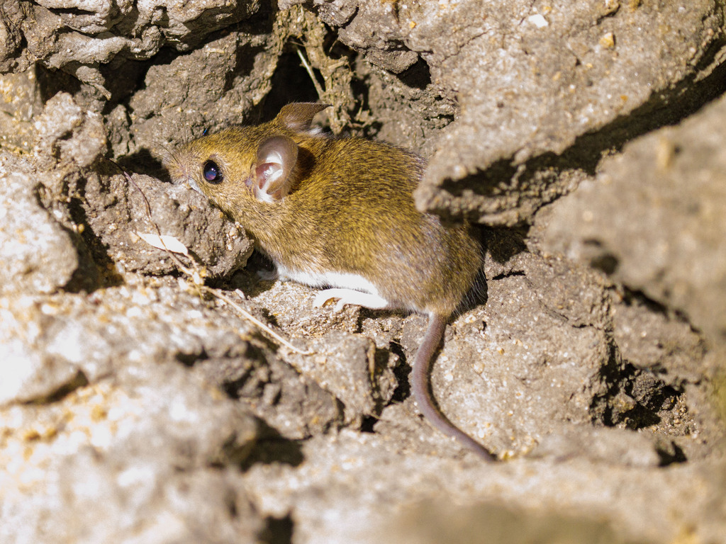 Rejected Vesper Mouse