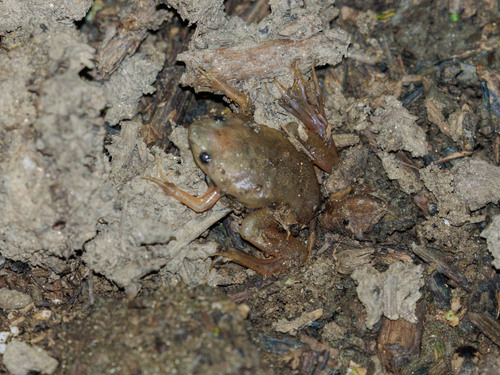 Carvalho's Surinam toad, Pipa carvalhoi