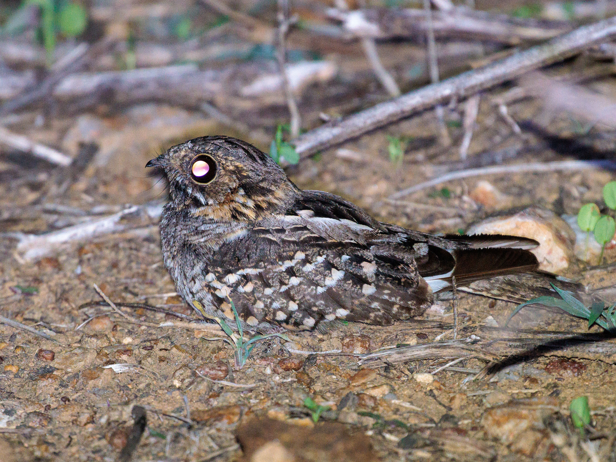 Little Nightjar (Setopagis parvula), photo 10