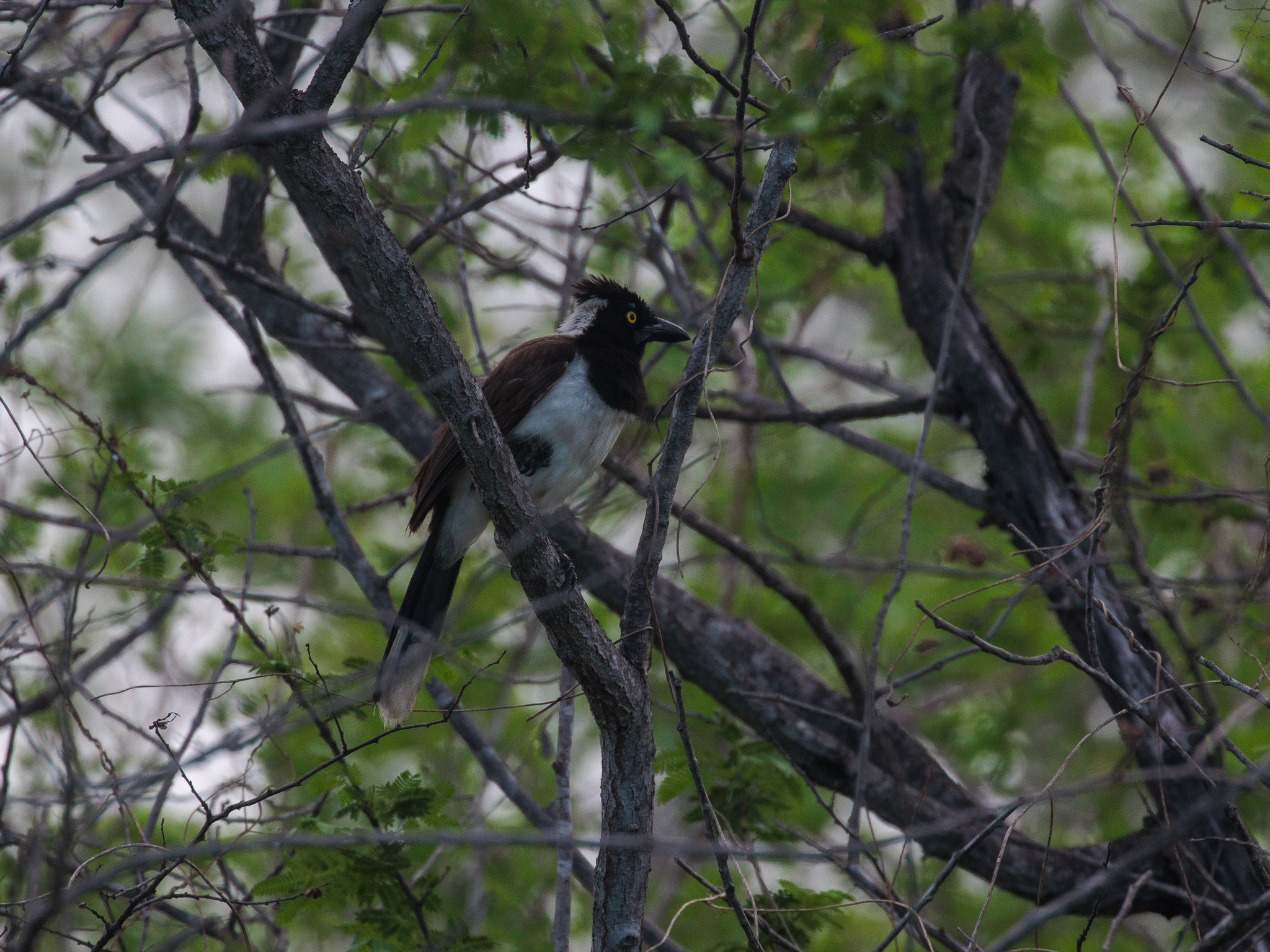 White-naped Jay (Cyanocorax cyanopogon), photo 9