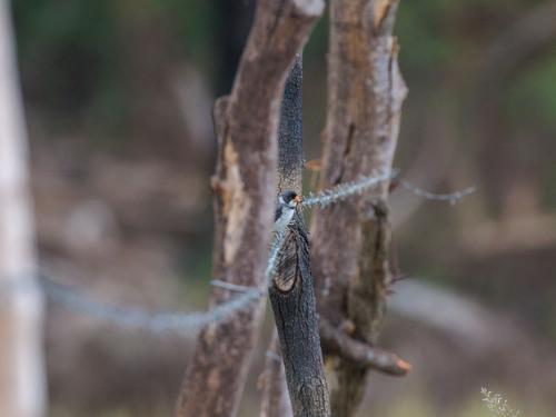 White-throated Seedeater (Sporophila albogularis), photo 4