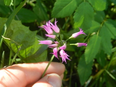 Allium brevistylum