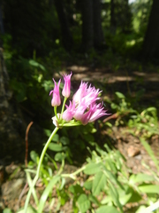 Allium brevistylum