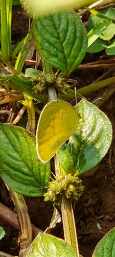 Broad-bordered Grass Yellow