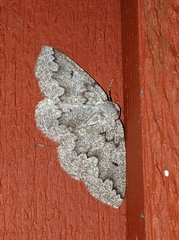 Sabulodes packardata