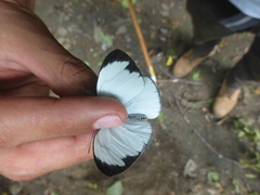 Itaballia demophile centralis