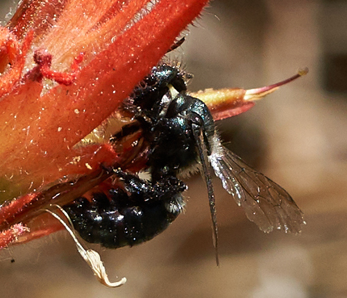iNaturalist observation photo of Mason Bees