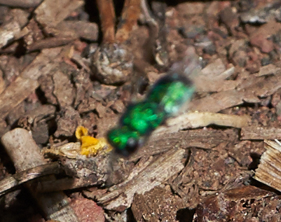 iNaturalist observation photo of Hedychridium