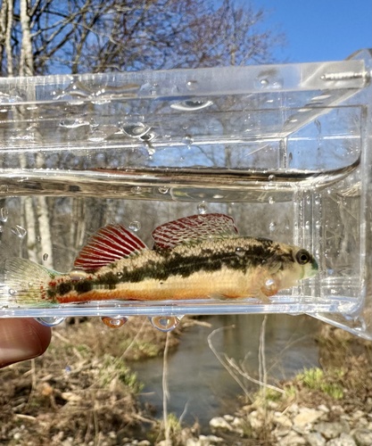 Blackside Snubnose Darter