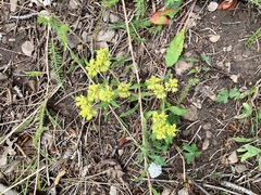 Eriogonum wootonii
