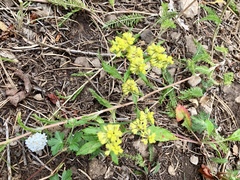 Eriogonum wootonii
