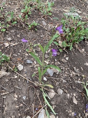 Penstemon neomexicanus