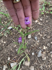 Penstemon neomexicanus