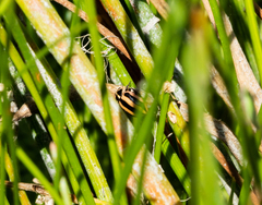 Paranaemia vittigera