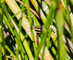 Paranaemia vittigera