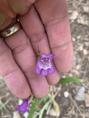 Penstemon neomexicanus