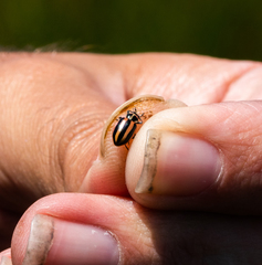 Paranaemia vittigera