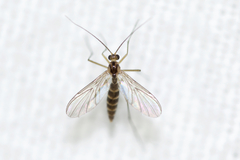 Macrocera
