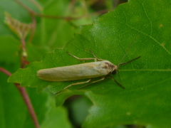 Eilema lutarella
