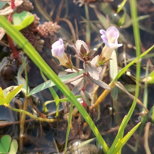 Limnophila indica observed 2025-02-22