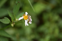 Dielis trifasciata