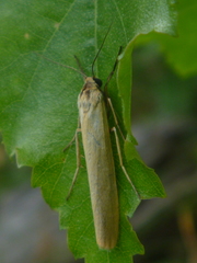 Eilema lutarella