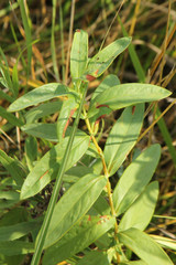 Hypericum ascyron pyramidatum