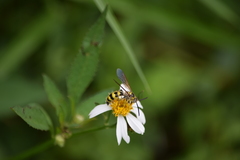 Dielis trifasciata