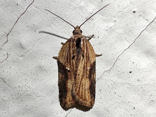 Robinson's Acleris Moth photo 3