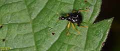 Phymatapoderus flavimanus