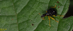 Phymatapoderus flavimanus