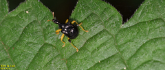 Phymatapoderus flavimanus
