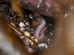 Enteroctopus dofleini image