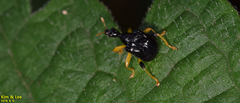 Phymatapoderus flavimanus