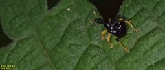 Phymatapoderus flavimanus