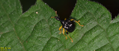 Phymatapoderus flavimanus