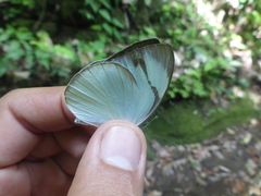 Itaballia demophile centralis