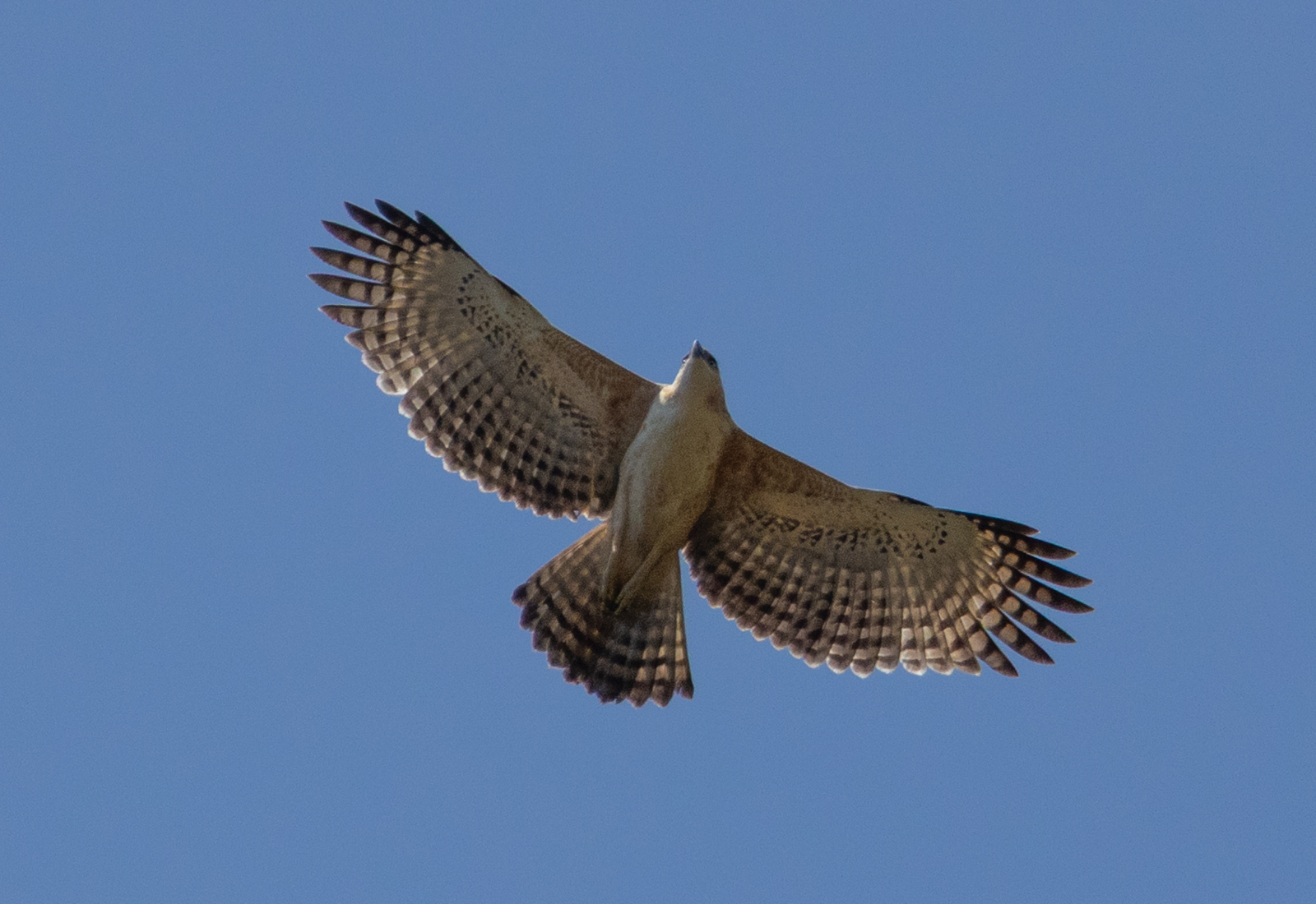 Legge's Hawk-Eagle (Nisaetus kelaarti), photo 3