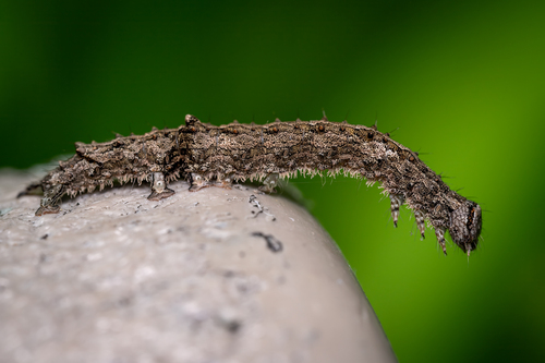 Little Nymph Underwing photo 4