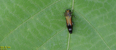 Agrilus chujoi