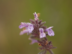 Hedeoma palmeri