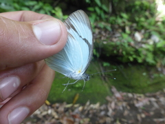 Itaballia demophile centralis