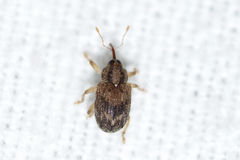Lignyodes bischoffi