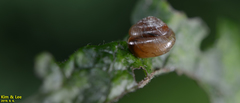 Aegista