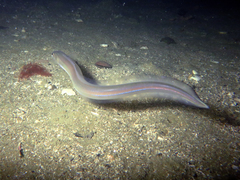 Gnathophis habenatus