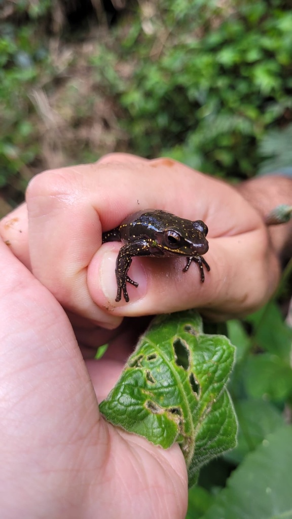 Royal Tree Toad