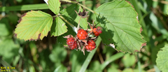 Rubus crataegifolius