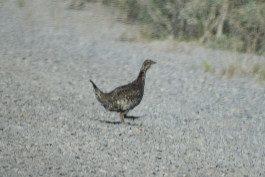 Northwestern Sharp-tailed Grouse