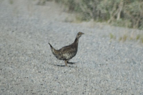Northwestern Sharp-tailed Grouse